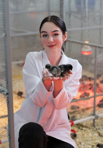В Ставропольском аграрном университете вывели цыплят повышенной продуктивности