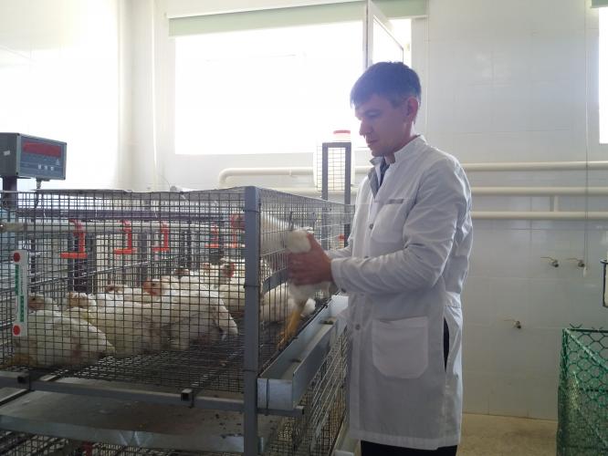 Успешно завершен эксперимент студентов СтГАУ на цыплятах-бройлерах