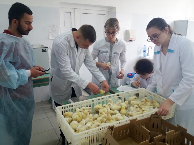 В виварии биотехнологического факультета продолжаются эксперименты по инкубации яиц 