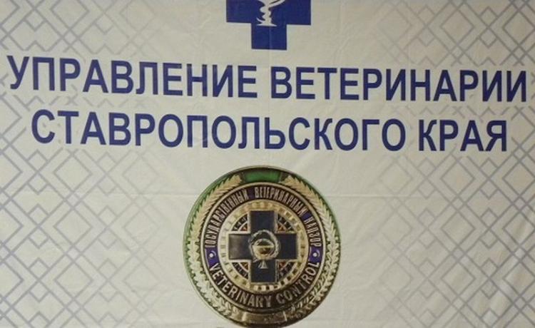 The Veterinary Administration of the Stavropol Territory discussed the situation with avian influenza