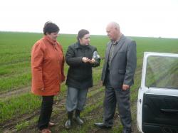 Фитосанитарное обследование посевов озимой пшеницы в колхозе "Родина" Новоселицкого района Ставропольского края (19.04.2011 г.)