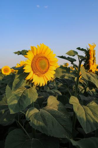 SSAU scientists have developed a highly effective fertilizer for sunflower growth