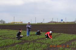 Учет сохранности растений озимой пшеницы по результатам перезимовки в зависимости от предпосевной обработки семян