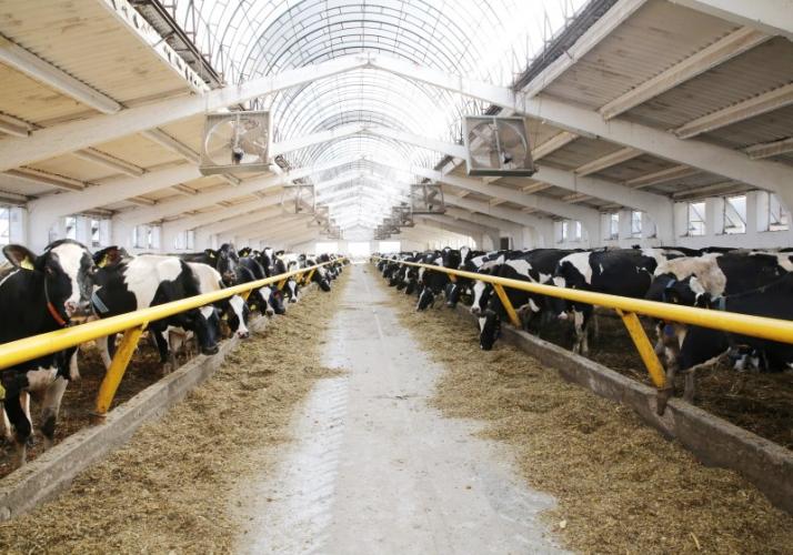 Молочное животноводство – приоритетное направление развития АПК Ставропольского края