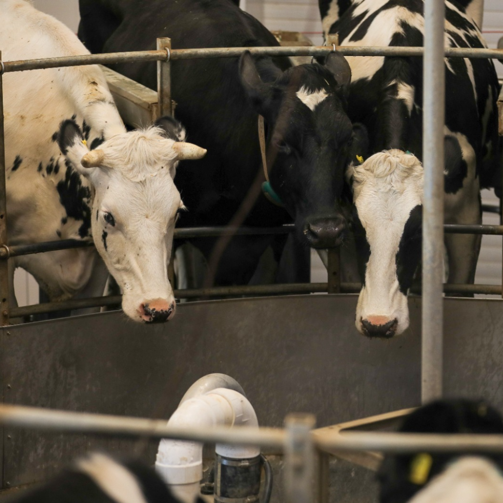 СтГАУ примет участие в программе по генетическому совершенствованию коров