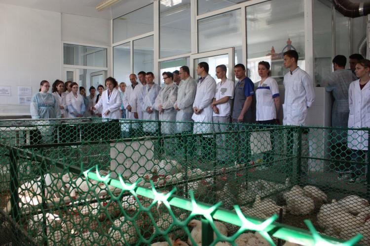 In the vivarium of the biotechnological faculty of SSAU, the final stage of work on the implementation of the III stage of the MEGAGRANT has passed
