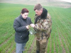 Фитосанитарное обследование посевов озимой пшеницы в СПК колхозе "Правокумский" Советского района Ставропольского края (07.04.2011 г.)