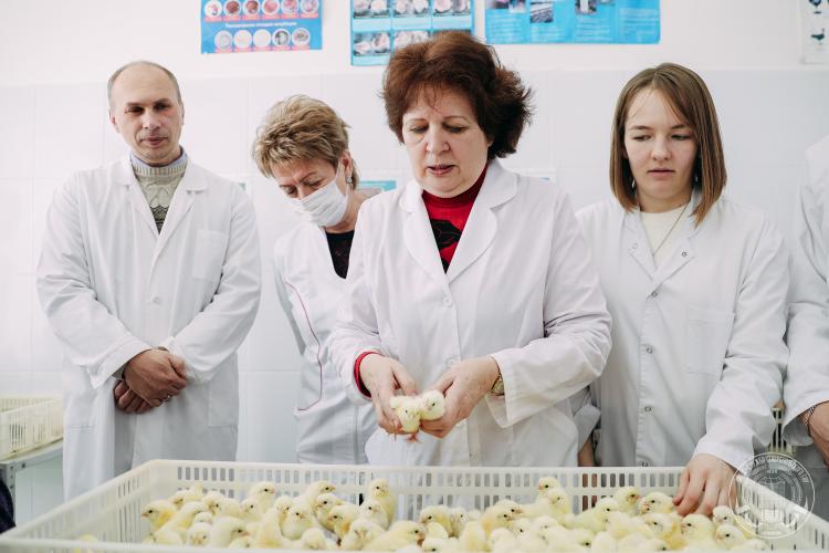 Practical lesson for students of the faculties of veterinary medicine and biotechnology, as part of the work of the Center for Organic Poultry Farming in the South of Russia