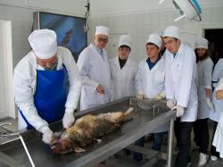  занятие по патанатомии вскрытие (5)