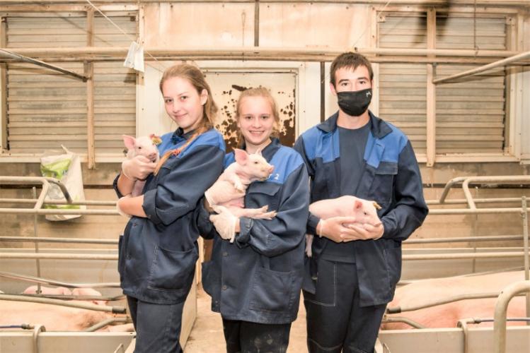 Students of the Faculty of Veterinary Medicine undergo practical training at the “Gvardia” pig farm