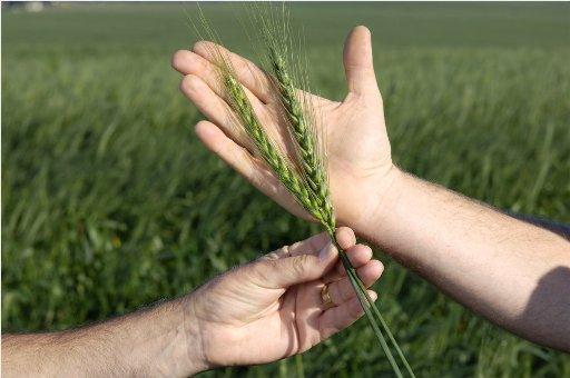 Registration tests of fungicides on winter wheat crops in the second soil and climate zone of the Russian Federation