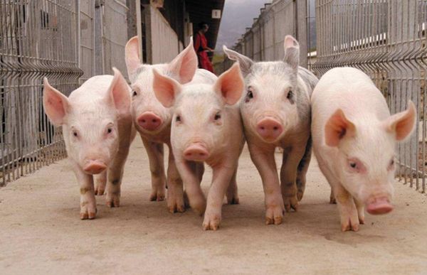 Students of the Faculty of Veterinary Medicine undergo practical training at the pig-breeding complex “Guards”