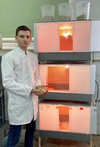Scientists of Stavropol State Agrarian University were able to optimize the process of incubation of quail eggs
