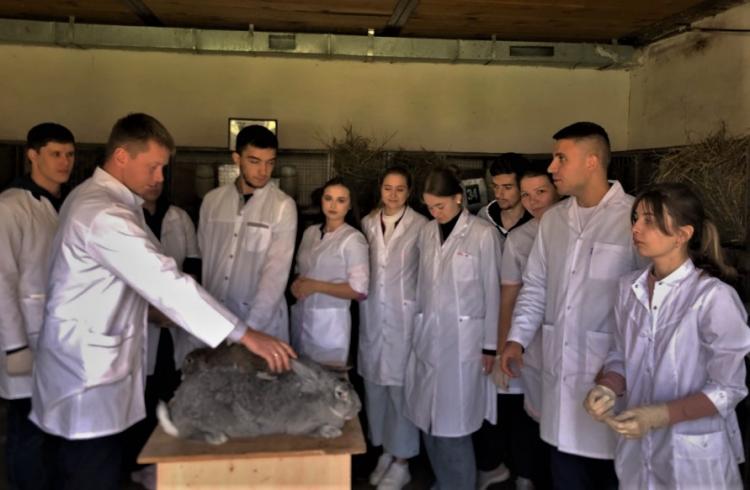 Veterinary students of the Stavropol State Agrarian University learn how to care for rabbits