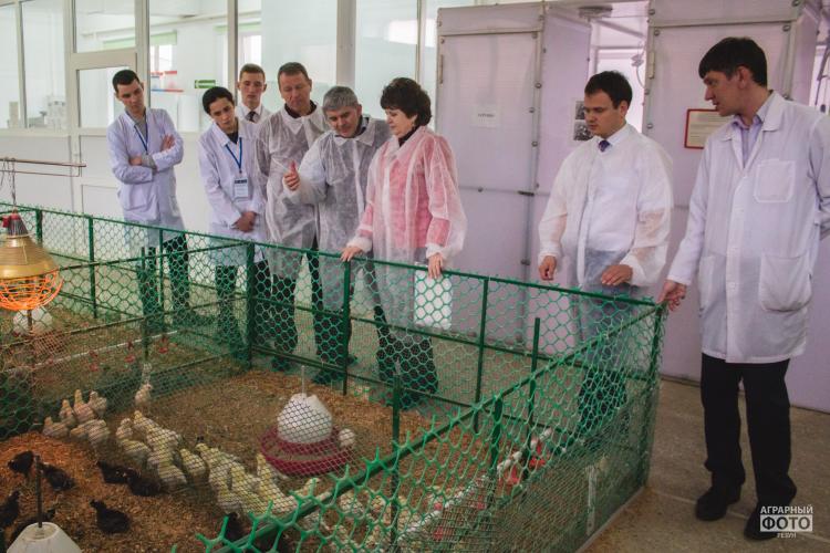 Разведение кур DOMINANT CZ  для органического птицеводства на Юге России: результаты и рекомендации  в формате практического семинара 