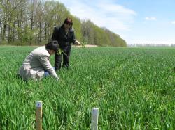 Исследование биологической эффективности гербицидов на посевах озимой пшеницы в мелкоделяночных опытах (по договору с ЗАО фирмой "Август")