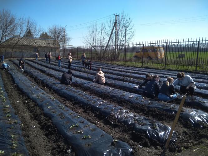 Making of strawberry arboretum on the territory of the experimental station of Stavropol State Agrarian University