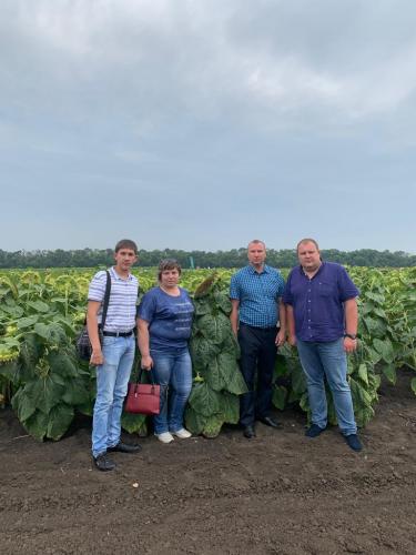 Teachers and students of Stavropol State Agrarian University took part in the All-Russian festival "Field Day VNIIMK 2019"
