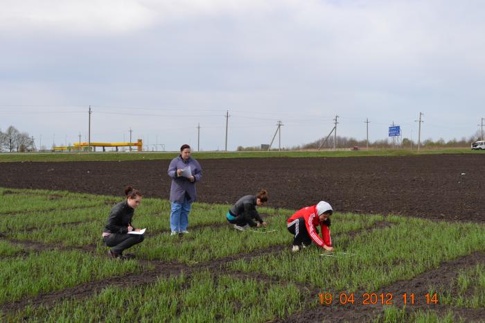 Учет сохранности растений озимой пшеницы по результатам перезимовки в зависимости от предпосевной обработки семян