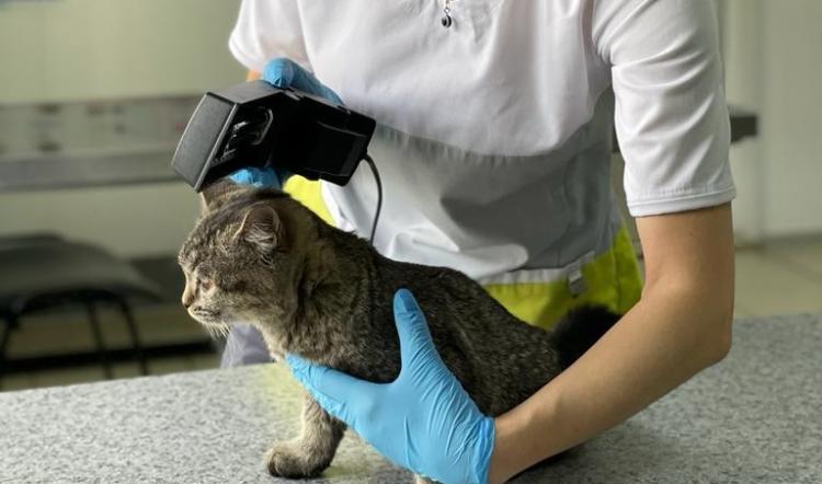A veterinary drug for the treatment of skin diseases in cats was developed in Stavropol State Agrarian University